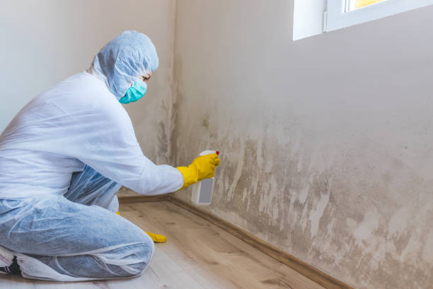 Mold inspector in Maitland performing thermal imaging