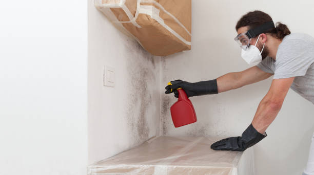Basement Mold Remediation treatment on basement walls in Maitland
