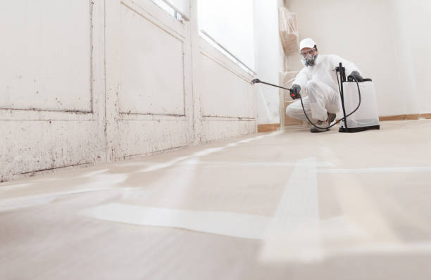 Black mold remediation team in Maitland